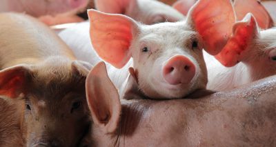 Pigs useful for testing influenza antibody treatment, study finds